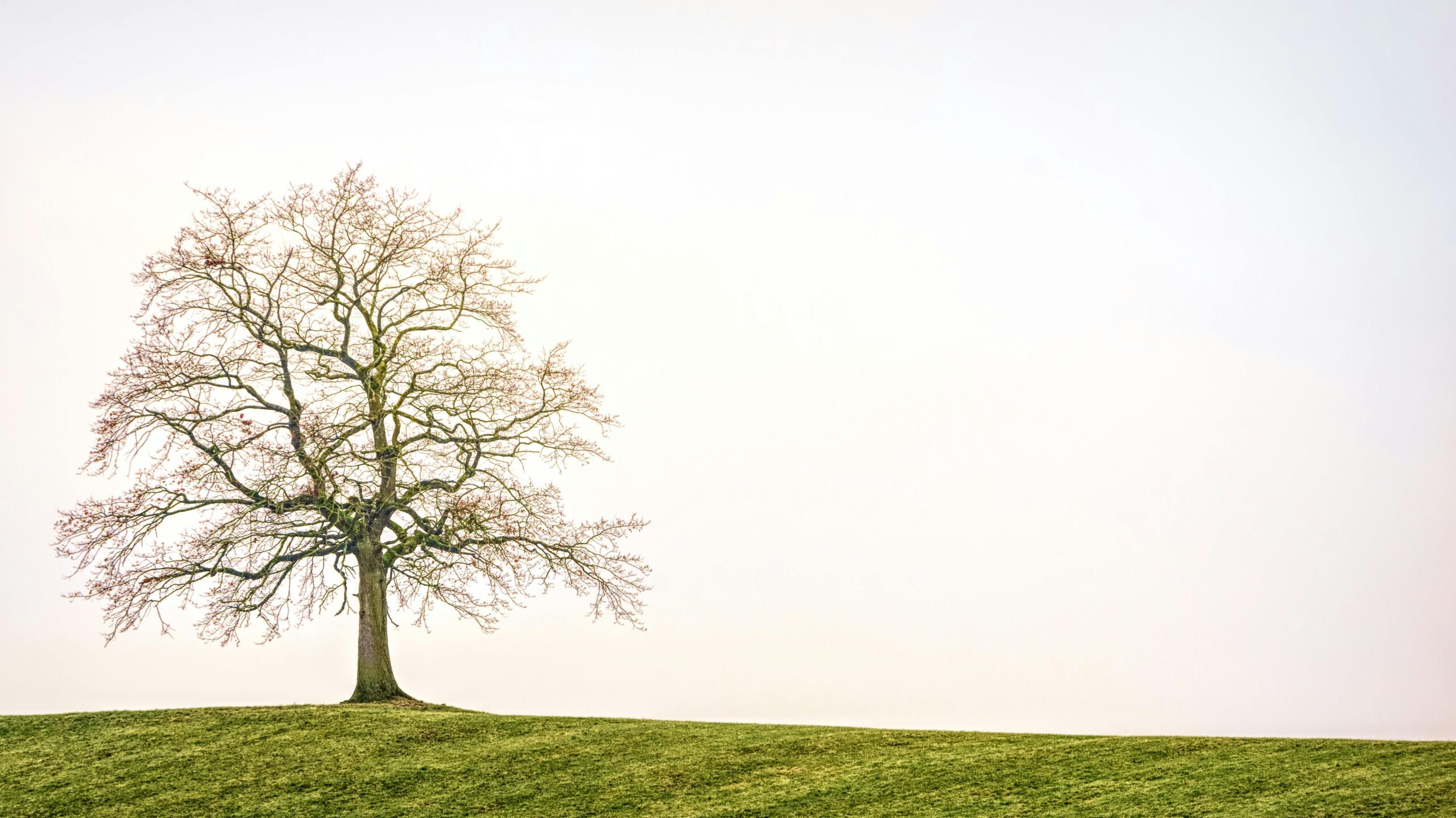 Solitary tree on a grassy hill against a bright sky, capturing the essence of nature's simplicity.