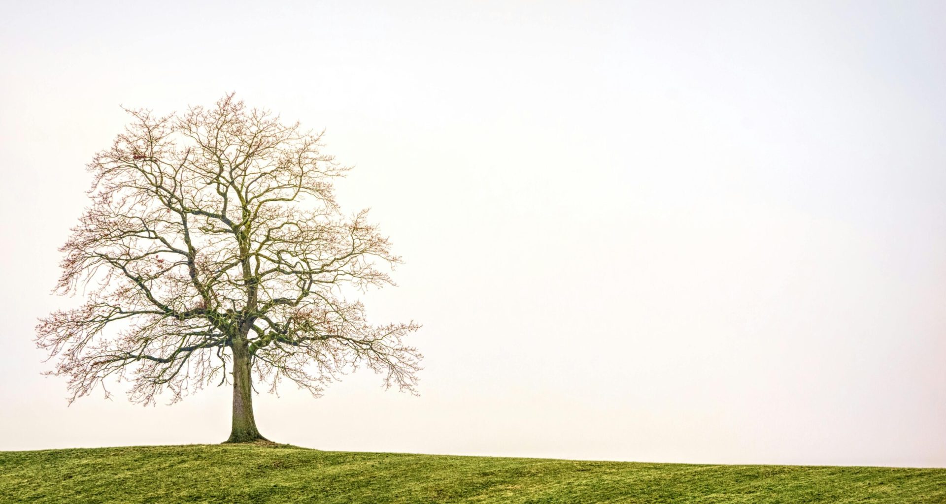 pexels-photo-1146706-1146706 Solitary tree on a grassy hill against a bright sky, capturing the essence of nature's simplicity.